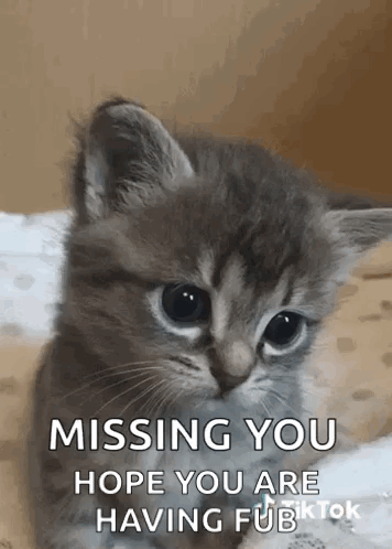 A Kitten Is Sitting On A Bed With A Message That Says `` Missing You Hope You Are Having Fun '' . GIF