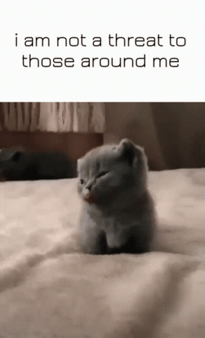 A Kitten Is Sitting On A Bed With The Words " I Am Not A Threat To Those Around Me " GIF