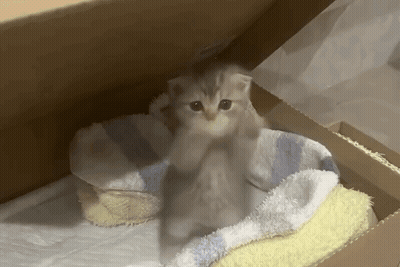 A Kitten Is Sitting On A Blanket In A Box GIF