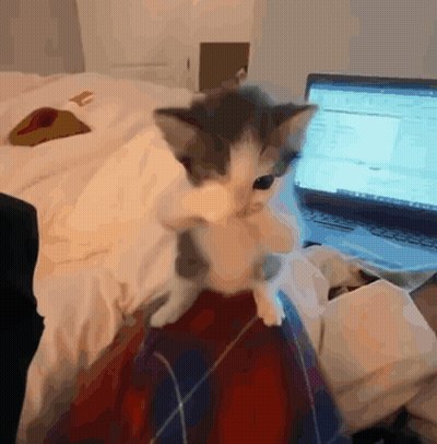 A Kitten Is Sitting On A Blanket Next To A Laptop GIF