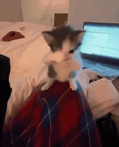 A Kitten Is Sitting On A Person 'S Lap In Front Of A Laptop GIF