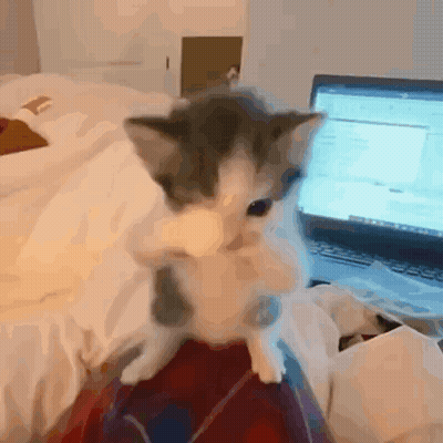 A Kitten Is Sitting On A Person 'S Lap In Front Of A Laptop Computer GIF