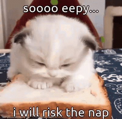 A Kitten Is Sitting On A Piece Of Bread With A Caption That Says " I Will Risk The Nap " GIF