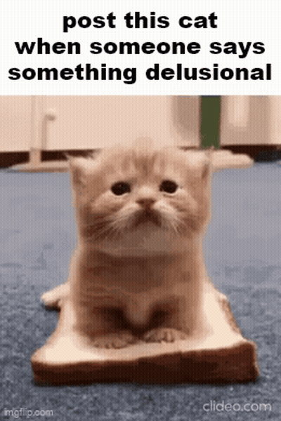 a kitten is sitting on a piece of bread with the caption " post this cat when someone says something delusional "