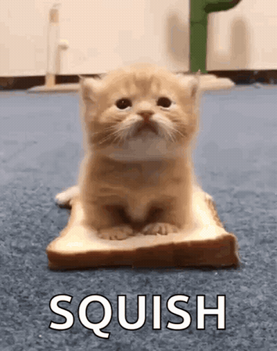 A Kitten Is Sitting On A Piece Of Bread With The Words `` Squish '' Written On It . GIF