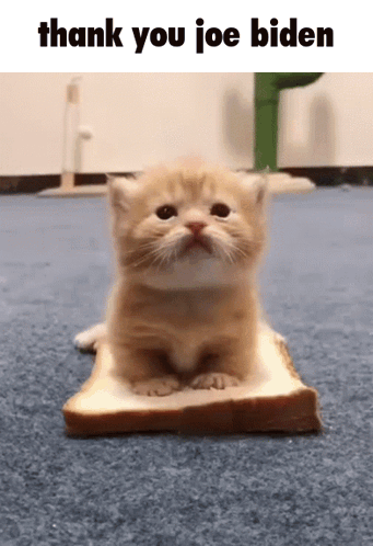 A Kitten Is Sitting On A Piece Of Bread With The Words Thank You Joe Biden Below It GIF