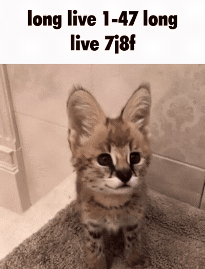 A Kitten Is Sitting On A Rug With The Words Long Live 1-47 Long Live 7J8f GIF