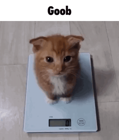 A Kitten Is Sitting On A Scale With The Word Goob On It . GIF