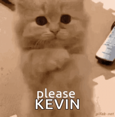 A Kitten Is Sitting On A Table With Its Paws Up And Asking For Kevin . GIF