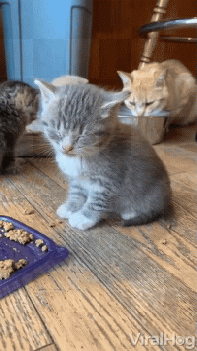 A Kitten Is Sitting On A Wooden Floor Next To A Bowl Of Food With The Words Viralhog Written On The Bottom GIF