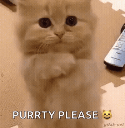 A Kitten Is Sitting On Its Hind Legs And Asking For Something . GIF