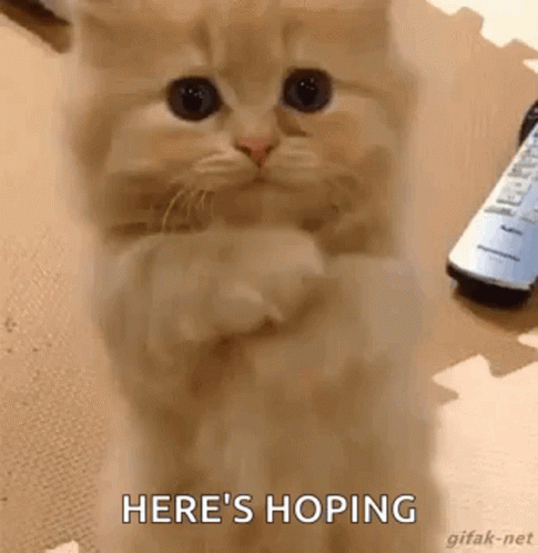 A Kitten Is Sitting On Its Hind Legs With Its Paws Folded And A Remote Control In The Background . GIF