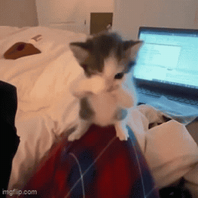 A Kitten Is Sitting On Someone 'S Lap In Front Of A Laptop Computer GIF