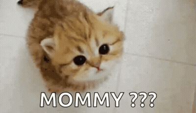 A Kitten Is Sitting On The Floor And Looking Up At The Camera While Saying `` Mommy '' . GIF