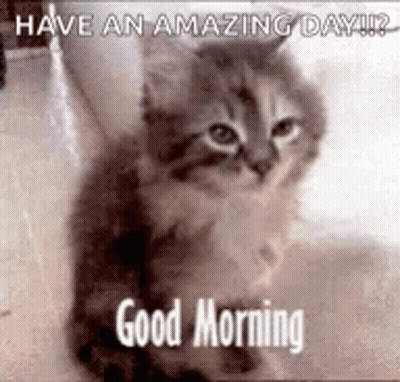 A Kitten Is Sitting On The Floor And Says `` Have An Amazing Day ! `` GIF