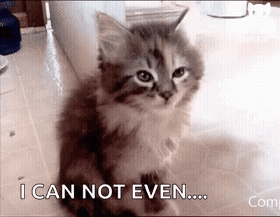 A Kitten Is Sitting On The Floor And Says `` I Can Not Even ... '' . GIF