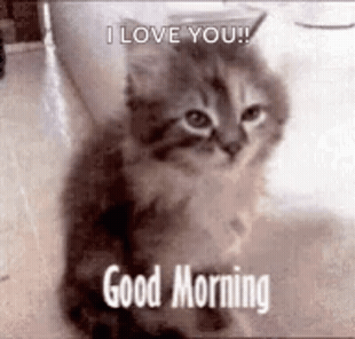 A Kitten Is Sitting On The Floor With A Good Morning Message . GIF