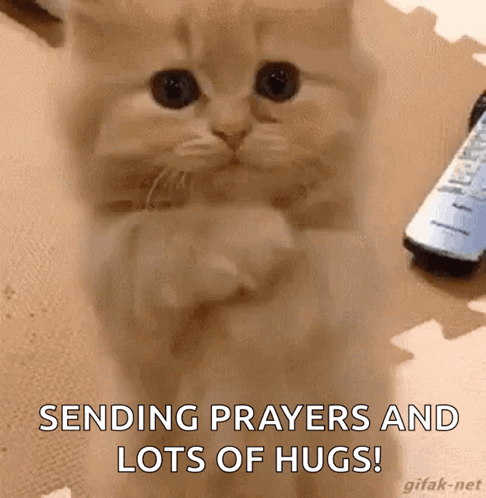 A Kitten Is Sitting On The Floor With Its Paws Folded In Front Of A Remote Control . GIF
