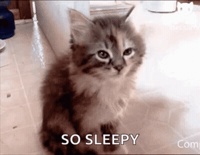 A Kitten Is Sitting On The Floor With The Words `` So Sleepy '' Written Next To It . GIF