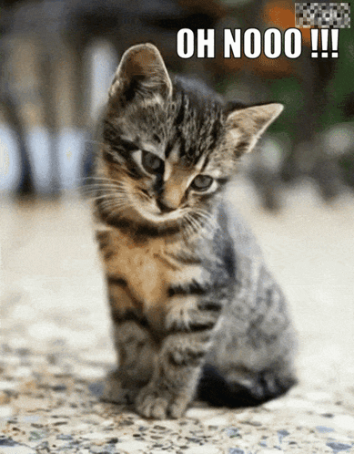 A Kitten Is Sitting On The Ground With The Words Oh Nooo Written On The Bottom GIF