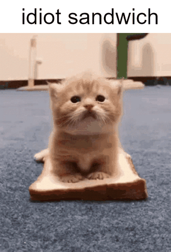 A Kitten Is Sitting On Top Of A Piece Of Bread With The Words Idiot Sandwich Below It GIF