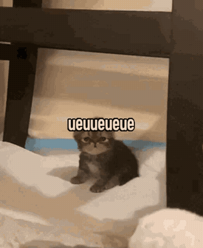 A Kitten Is Sitting Under A Table With The Words Ueueueuee Written Above It GIF