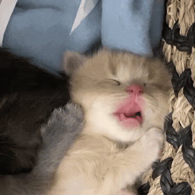 A Kitten Is Sleeping In A Basket With Its Mouth Open And Yawning . GIF