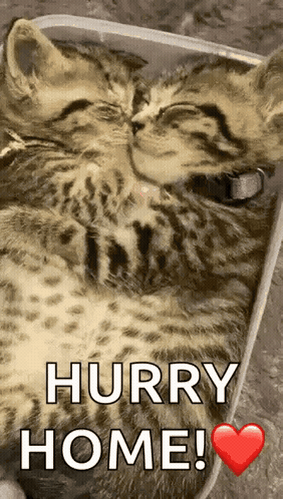 A Kitten Is Sleeping In A Box With The Words `` Hurry Home '' Written On It . GIF