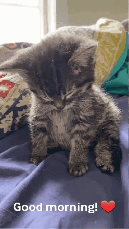 A Kitten Is Sleeping On A Bed With A Good Morning Message GIF