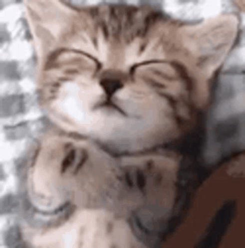 A Kitten Is Sleeping On A Bed With Its Eyes Closed And A Person Holding It . GIF