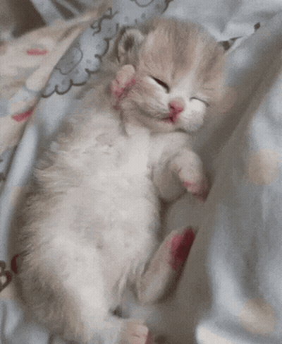 A Kitten Is Sleeping On A Blanket With Its Eyes Closed GIF