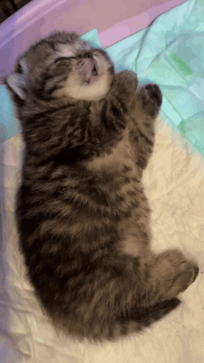 A Kitten Is Sleeping On Its Back On A Blanket GIF