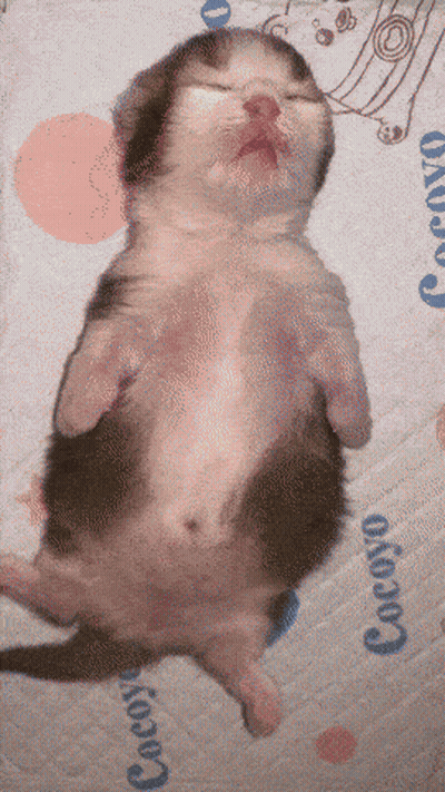 A Kitten Is Sleeping On Its Back On A Blanket With The Word Cocoyo On It GIF