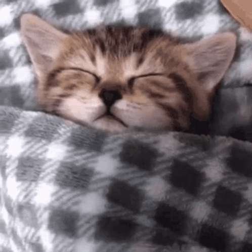A Kitten Is Sleeping Under A Blanket On A Bed . GIF