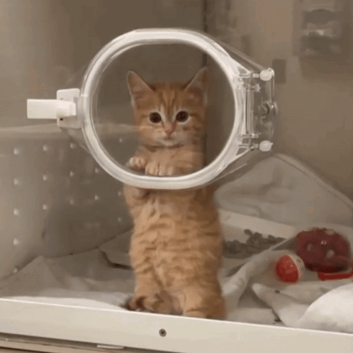A Kitten Is Standing In A Clear Container GIF