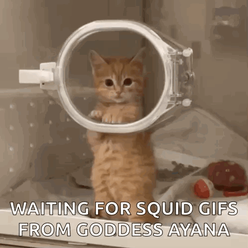 A Kitten Is Standing In A Plastic Ring Waiting For Squid Gifs From Goddess Ayana GIF
