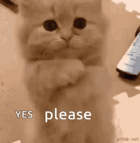 A Kitten Is Standing Next To A Remote Control And Asking For A Yes Please . GIF