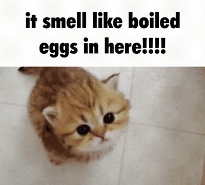 A Kitten Is Standing On A Tiled Floor With The Words " It Smell Like Boiled Eggs In Here !!! " GIF
