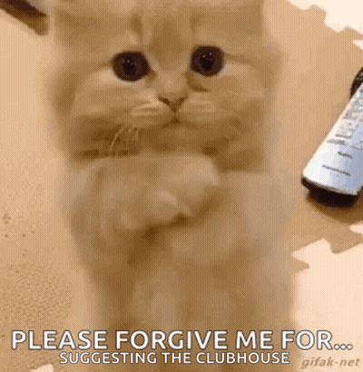 A Kitten Is Standing On Its Hind Legs And Asking For Forgiveness While A Remote Control Is In The Background . GIF