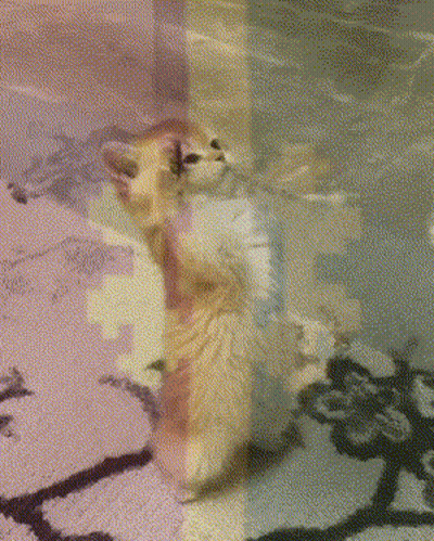 A Kitten Is Standing On Its Hind Legs And Looking Up GIF