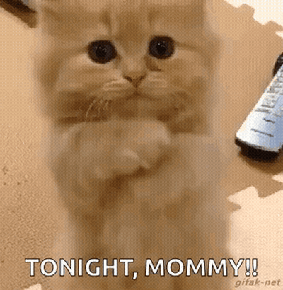 A Kitten Is Standing On Its Hind Legs And Saying Tonight , Mommy . GIF