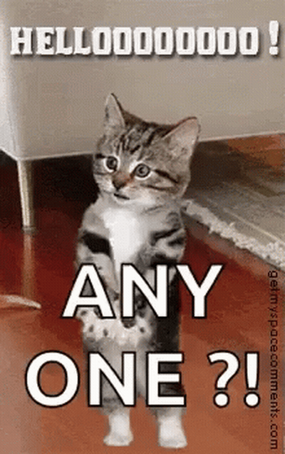 A Kitten Is Standing On Its Hind Legs And Says `` Any One ? '' . GIF