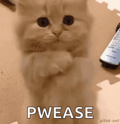 a kitten is standing on its hind legs and says pwease .