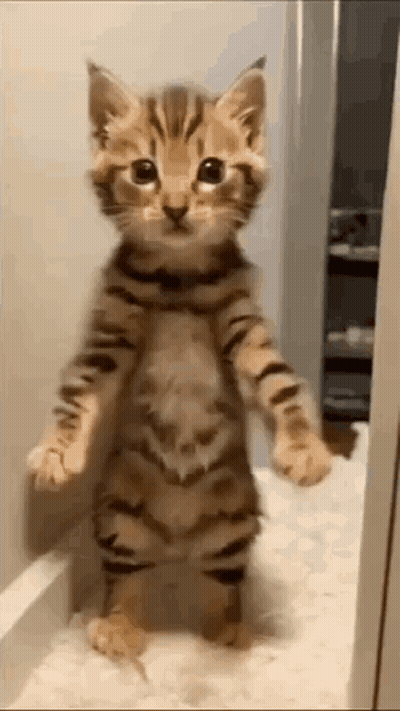 A Kitten Is Standing On Its Hind Legs In Front Of A Door . GIF
