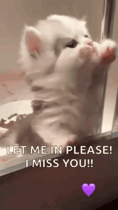 A Kitten Is Standing On Its Hind Legs In Front Of A Glass Door . GIF