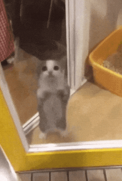 A Kitten Is Standing On Its Hind Legs In Front Of A Yellow Box . GIF