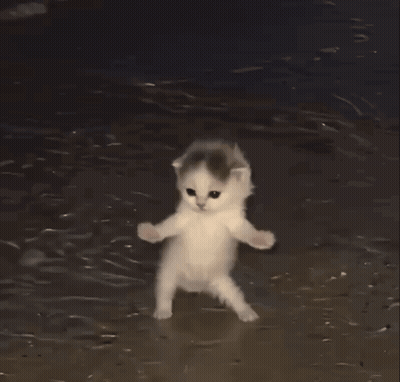 A Kitten Is Standing On Its Hind Legs In The Water GIF