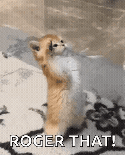 A Kitten Is Standing On Its Hind Legs On A Blanket With The Words `` Roger That '' Written Above It . GIF