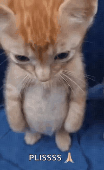A Kitten Is Standing On Its Hind Legs With Its Paws Folded And The Word Plsss Written Below It GIF