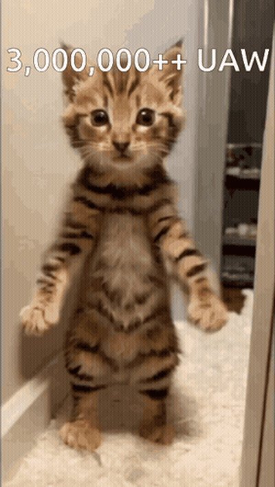 A Kitten Is Standing On Its Hind Legs With The Words 300,000+ Uaw Written Above It GIF